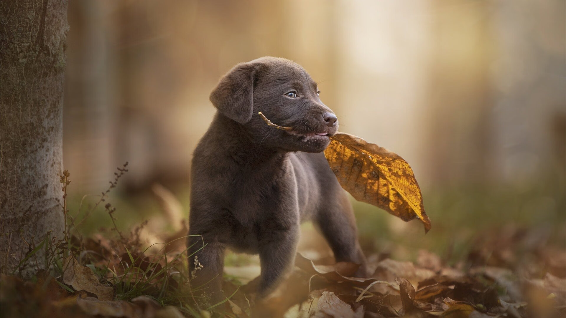 【自动判决带来争议】科技保障还是误差？，法院判决自动履行期是多久