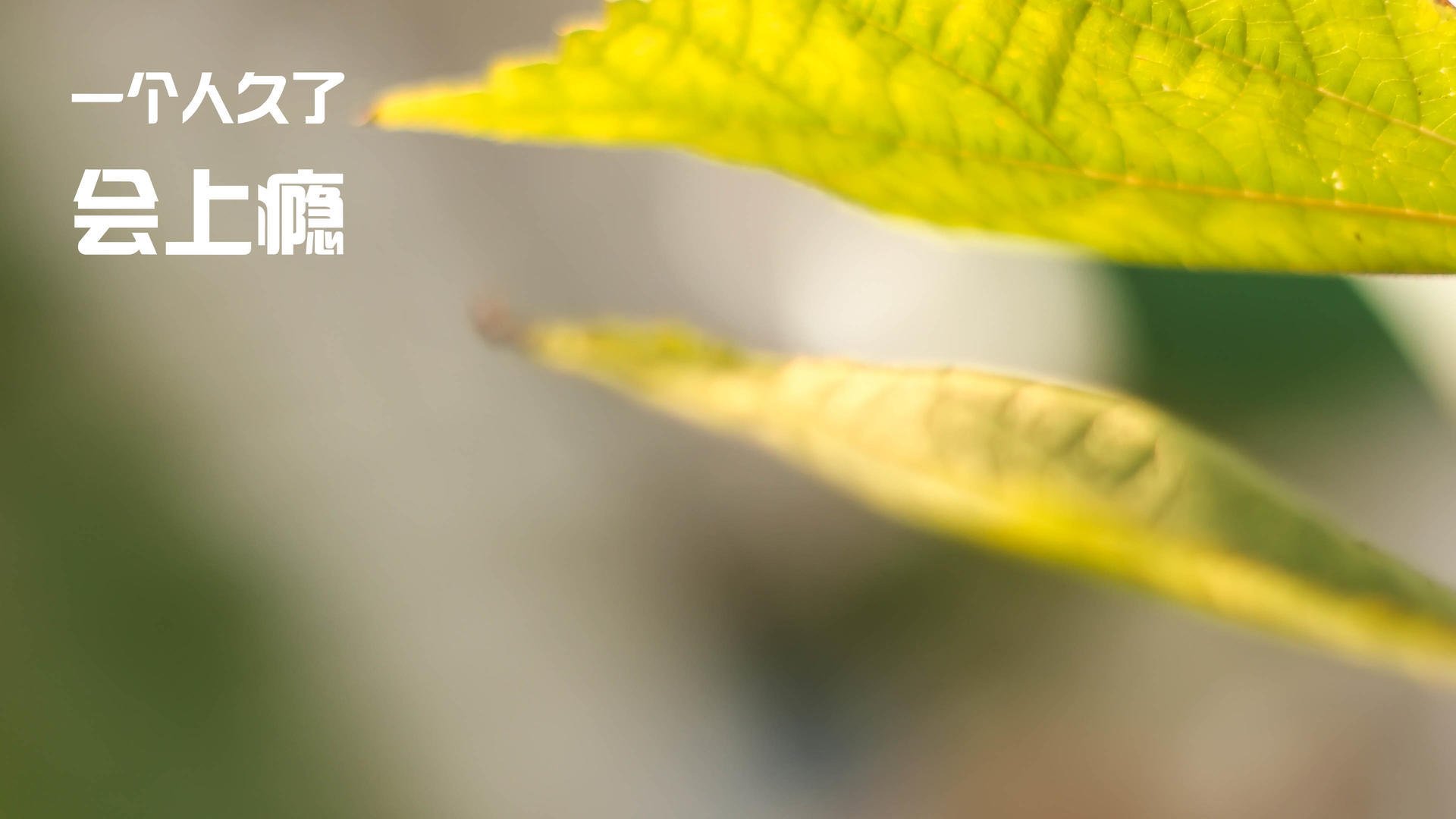 哥伦比亚反曲弓男队在泛美锦标赛中夺,哥伦比亚弓箭女